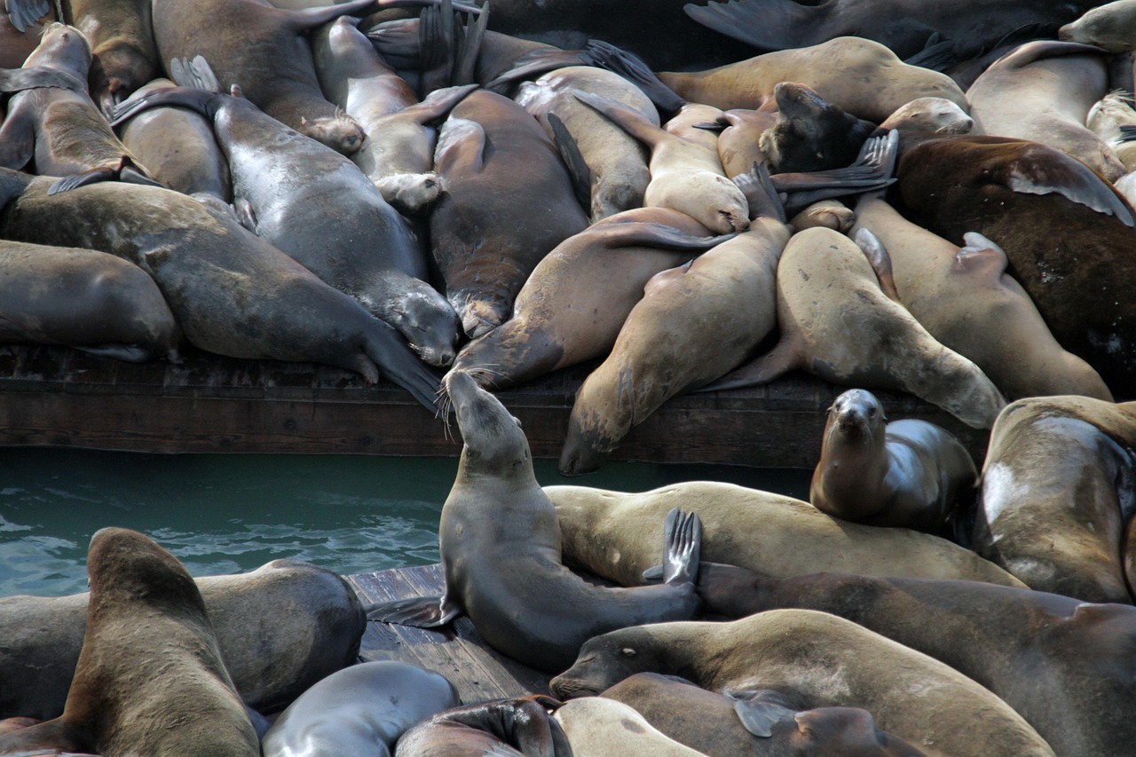 阿凡提哈密瓜：商城平台代理模式